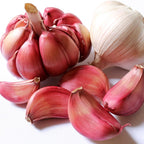 1 Pound Garlic for Planting in Fall Hardneck, 8-10 Chesnok Red Garlic Bulbs for Planting, Fresh and High Yield Bulb Variety Pack, Hardy and Fast Growing