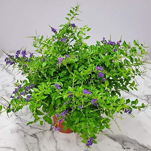 Tropical Plants of Florida - Duranta Sapphire Showers - Flowering Bush Plant - Overall Height 22" to 26" (Plant Only)
