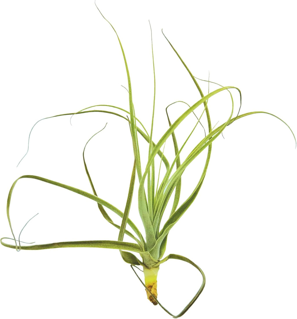 ragnaroc Air Plants - Tillandsia Straminea Jumbo 6-9" - 1ct - Live Arrival Guaranteed - House Plants for Home Decor & Gift