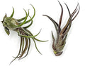ragnaroc Air Plants - Tillandsia Pruinosa, Large 3-5" - 2ct - Live Arrival Guaranteed - House Plants for Home Decor & Gift