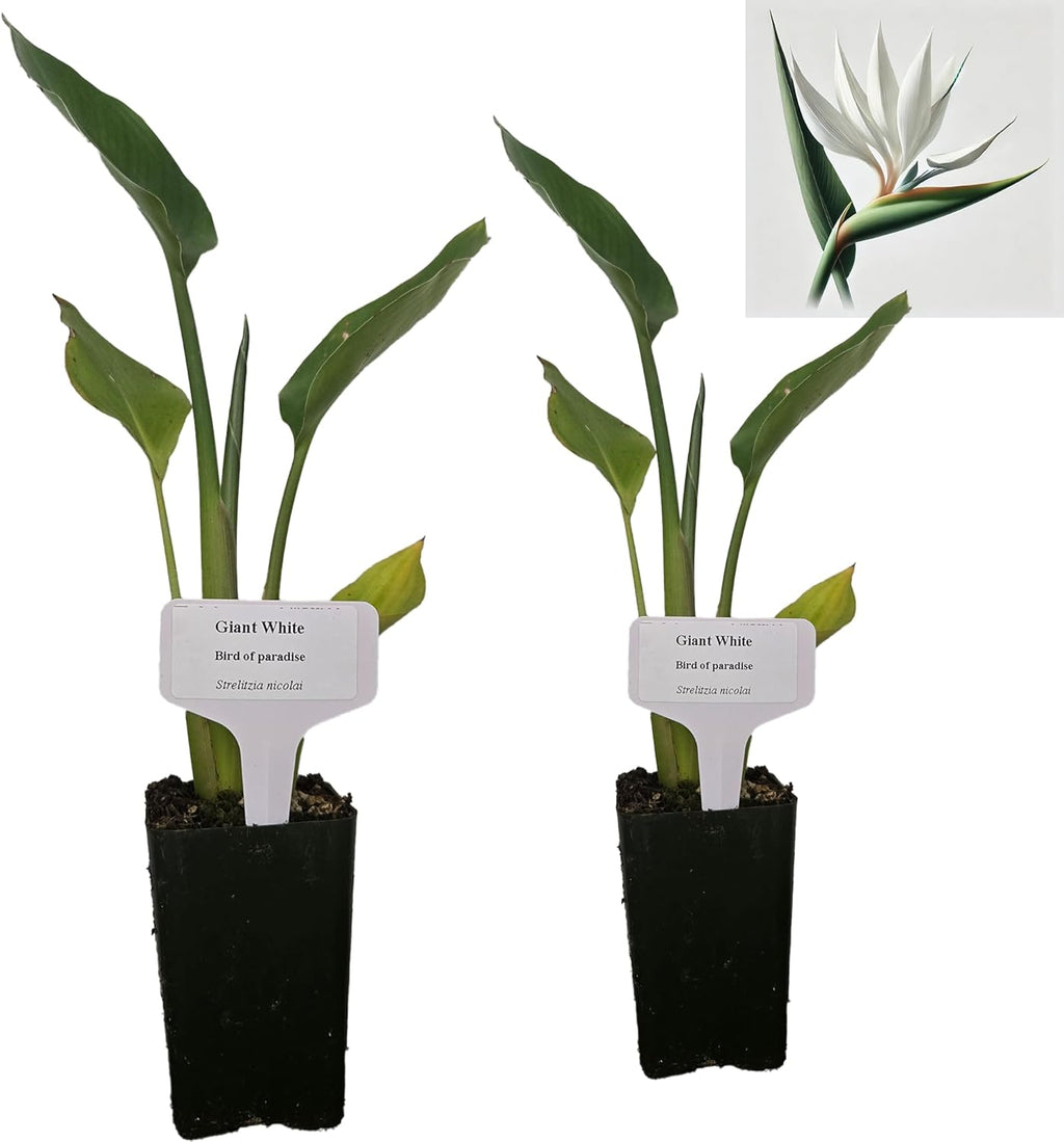 Bird of Paradise - White - Strelitzia Nicholai. (2 White BoP in Cup)