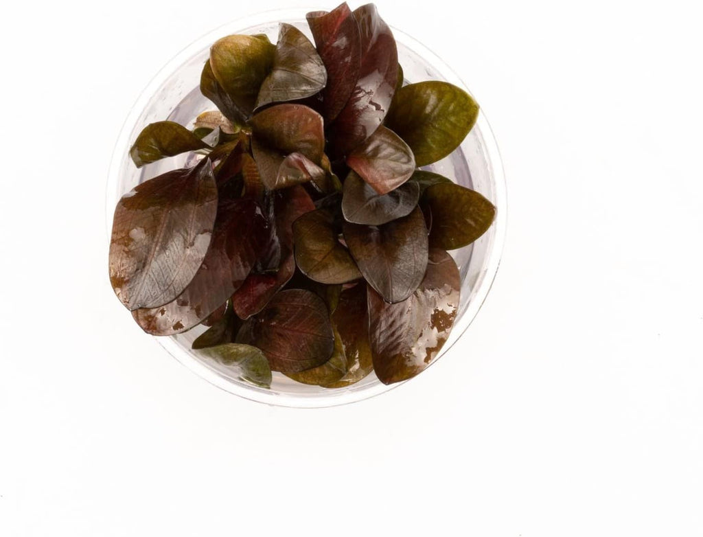 Ultum Nature Systems Echinodorus Reni Sword Tissue Culture Live Plant for Aquarium, Freshwater Fish Tank, Aquascaping - 100% Snail Free in Vitro