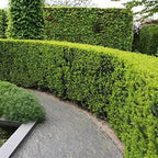 Podocarpus Japanese Yew | 1 Live 4 Inch Plant | Podocarpus Macrophyllus | Evergreen Shrub, Low Maintenance, Drought Tolerant, Privacy Screen Landscaping, Fast Growing, Ornamental Foliage
