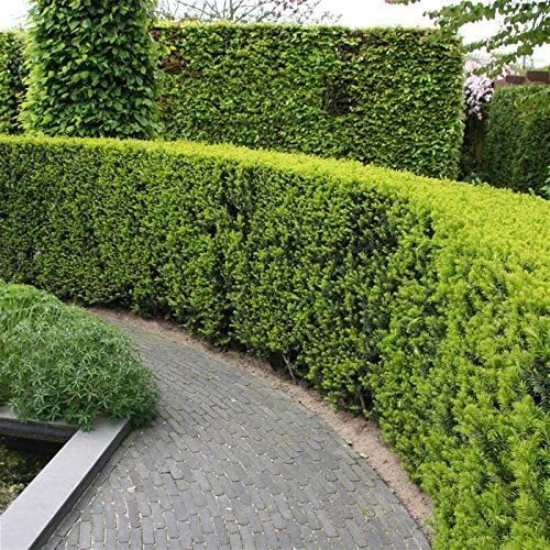 Podocarpus Japanese Yew | 1 Live 4 Inch Plant | Podocarpus Macrophyllus | Evergreen Shrub, Low Maintenance, Drought Tolerant, Privacy Screen Landscaping, Fast Growing, Ornamental Foliage