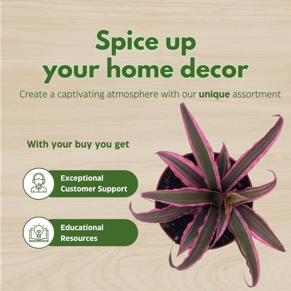 BubbleBlooms Cryptanthus bivittatus Assortment, Earth Star Bromeliad Set, 3 Different Succulents