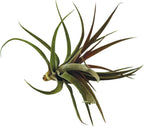 ragnaroc Air Plants - Tillandsia Brachycaulos Abdita, Large 4-6" - 1 ct - Live Arrival Guaranteed - House Plants for Home Decor & Gift