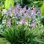 Spanish Bluebell Mixture - Perennial Spanish Bluebells (Wood Hyacinth) Bulbs for Planting | Spring Flowering Bulbs, Bell Shaped Flowers - Easy to Grow (100 Pack)