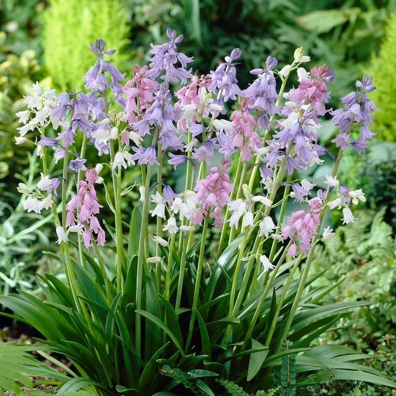 Spanish Bluebell Mixture - Perennial Spanish Bluebells (Wood Hyacinth) Bulbs for Planting | Spring Flowering Bulbs, Bell Shaped Flowers - Easy to Grow (100 Pack)