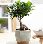 American Plant Exchange Ficus Ginseng Microcarpa – 6-Inch with Pot – Live Easy Care Bonsai Tree, Air Purifying Indoor Plant for Home, Office, or Zen Décor
