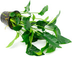 SubstrateSource Anubias Live Aquarium Plants - Potted Freshwater Plant for Fish Tanks, Terrariums - Beginner Friendly Low Light (Barteri Striped, Mother Plant)