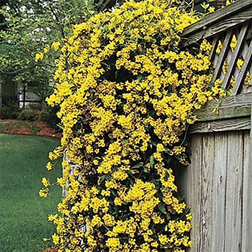Carolina Jasmine | 30 Live Plants | Gelsemium Sempervirens | Fragrant Yellow Blooms, Evergreen Vine, Low Maintenance, Fast Growing, Climbing, Attracts Pollinators, Garden Trellis