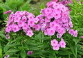 200PCS Pink Tall Phlox Seeds for Planting Hardy Perennial Flower Seeds Heirloom