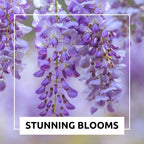 Chinese Wisteria Bonsai Tree Seedling for Planting - 1 Year Old Well Rooted Seedling - Fast-Growing Ornamental Tree with Violet-Purple Flowers and Fragrant Sweet Scent