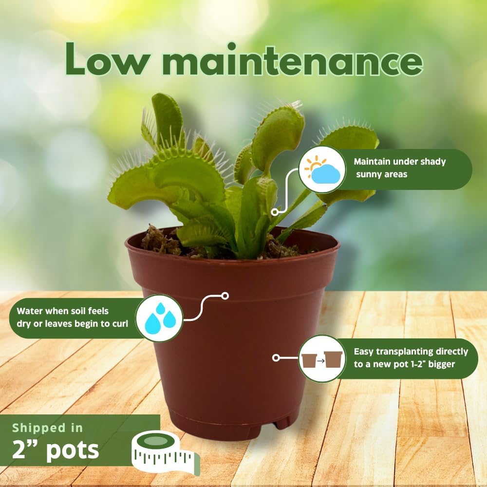 BubbleBlooms Carnivorous Plant Assortment Set, 5 Live Different Plants in 2 inch Pots