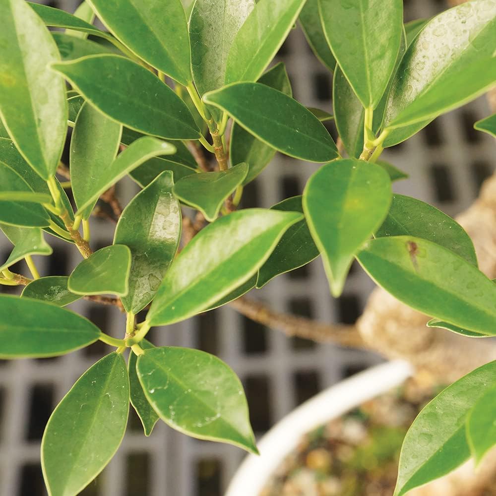 Brussel's Bonsai Live Golden Gate Ficus Indoor Bonsai Tree-4 Years Old 5" to 8" Tall with Plastic Grower Pot, Small, Blank