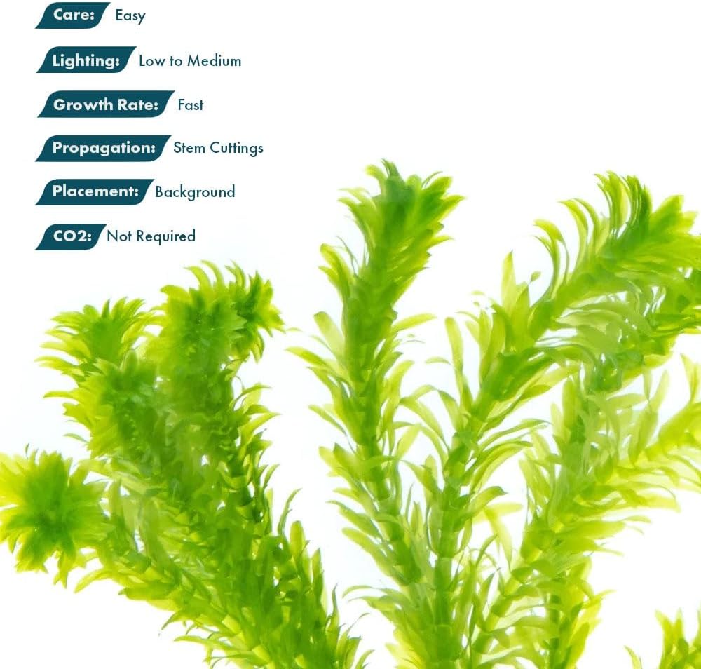 SubstrateSource Live Plant - Anacharis (Egeria densa) - Easy Care, Low to Medium Light, Bright Green Accent, Freshwater Aquatic Plant for Aquascaping - Lead Bunch