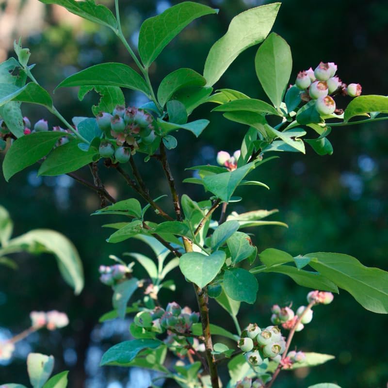 Pink Lemonade Blueberry (Biloxi)
