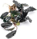 SubstrateSource Bucephalandra Deep Purple Live Aquarium Plant - Natural Freshwater Fish Tank Decorations and Aquatic Decor (Plant (10-15 Leaves))
