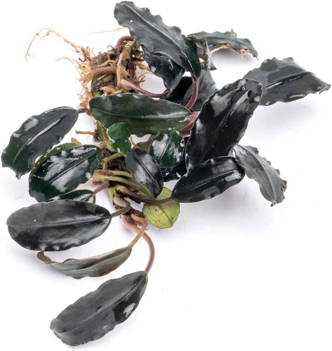 SubstrateSource Bucephalandra Deep Purple Live Aquarium Plant - Natural Freshwater Fish Tank Decorations and Aquatic Decor (Plant (10-15 Leaves))