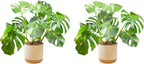 Costa Farms Monstera, Swiss Cheese Plant Live Plants in Decorative Pot,Large Indoor Houseplant, Perfect for Home, Room, or Office Decor, Great House Warming or Birthday Gift, 2-3 Feet Tall, Pack of 2