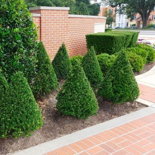 Steeds Holly I 10 Live Plants I Upright Ilex Crenata | Upright Evergreen Shrub for Privacy Screens, Hedges, and Ornamental Landscaping
