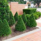 Steeds Holly I 10 Live Plants I Upright Ilex Crenata | Upright Evergreen Shrub for Privacy Screens, Hedges, and Ornamental Landscaping
