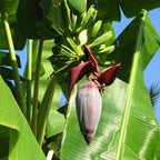 Grand Nain Banana Plant Live, 4-6" Tall Well-Rooted for Indoor Tropical Displays, Cold Hardy Banana Fruit Tree