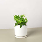 English Ivy Green California Live Plant for Indoor | Different Houseplants in 3'' Pot | Real House Plant for Living Room, Office, Desk & Bathroom | Common Ivy | Hedera Helix Green