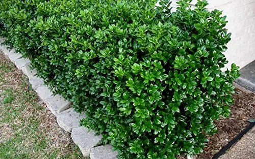 Burfordi Holly | 10 Live Plants | Ilex Cornuta | Fast Growing Evergreen Shrubs, Privacy Hedge Plants, Dark Green Foliage, Low Maintenance Landscaping, Ideal for Hedges and Borders