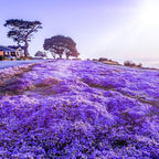 21500+ Creeping Thyme Flower Seeds for Planting Outdoor-Non-GMO Heirloom Magic Carpet Ground Cover Plants Thymus Serpyllum Plant in Your Home Garden