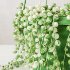 Variegated String of Pearls Plant Live, Succulent Trailing Vine, Indoor Houseplant Live in Pot