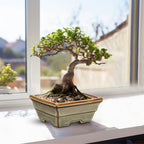 Ceramic Bonsai Pots with Drainage Hole, Set of 2 Rectangular Glazed Bonsai Planters for Indoor/Outdoor Use, Shallow Brown Bonzai Tree Pots for Succulent, Orchids, Cacti, Home, Patio, Garden, 6.3"x4.9"