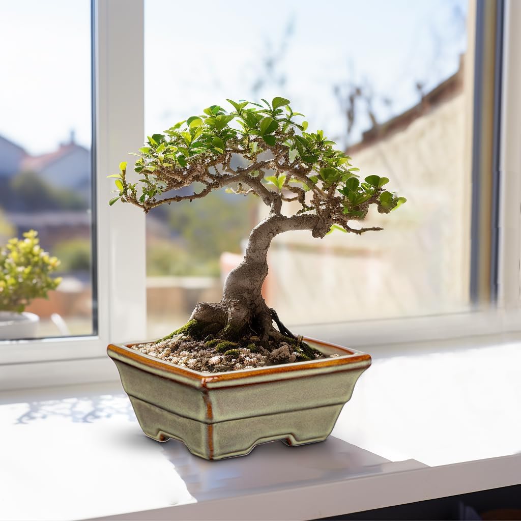 Ceramic Bonsai Pots with Drainage Hole, Set of 2 Rectangular Glazed Bonsai Planters for Indoor/Outdoor Use, Shallow Brown Bonzai Tree Pots for Succulent, Orchids, Cacti, Home, Patio, Garden, 6.3"x4.9"