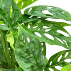 BubbleBlooms Swiss Cheese Plant in a 6 inch Pot Monstera Adansonii, Five Holes Vine Big Indoor House Plant