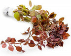 SubstrateSource Mini Bolbitis Baby Leaf - Live Aquarium Plant for Fish Tank Decorations (1 Pot)