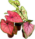 BubbleBlooms Caladium Assortment in 2 inch Pots Set of 3