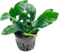 SubstrateSource Anubias Live Aquarium Plants - Potted Freshwater Plant for Fish Tanks, Terrariums - Beginner Friendly Low Light (Barteri, 5 Pots)
