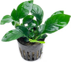SubstrateSource Anubias Live Aquarium Plants - Potted Freshwater Plant for Fish Tanks, Terrariums - Beginner Friendly Low Light (Barteri, 5 Pots)