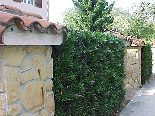 Podocarpus Japanese Yew | 3 Extra Large 3 Gallon Plants | Podocarpus Macrophyllus | Evergreen Shrub, Low Maintenance, Drought Tolerant, Privacy Screen Landscaping, Fast Growing, Ornamental Foliage