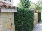 Podocarpus Japanese Yew | 1 Live 4 Inch Plant | Podocarpus Macrophyllus | Evergreen Shrub, Low Maintenance, Drought Tolerant, Privacy Screen Landscaping, Fast Growing, Ornamental Foliage