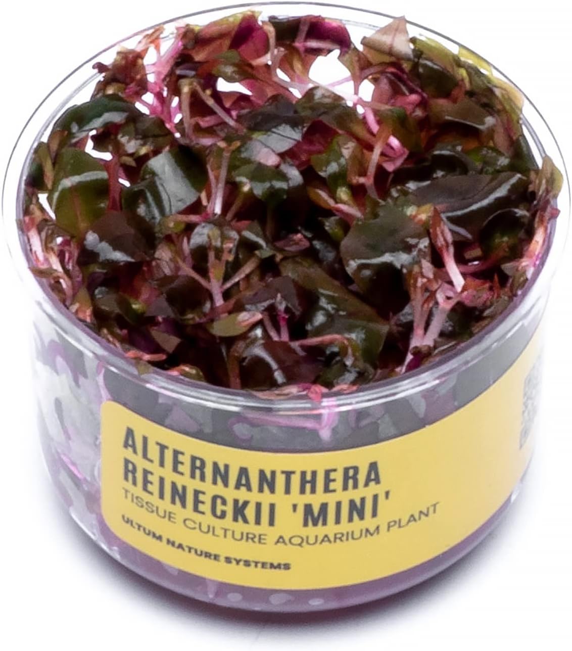 Ultum Nature Systems Mini Alternanthera Reineckii Red Stem Tissue Culture Live Plant for Aquarium, Aquascape, Freshwater Fish Tanks - 100% Snail Free in Vitro