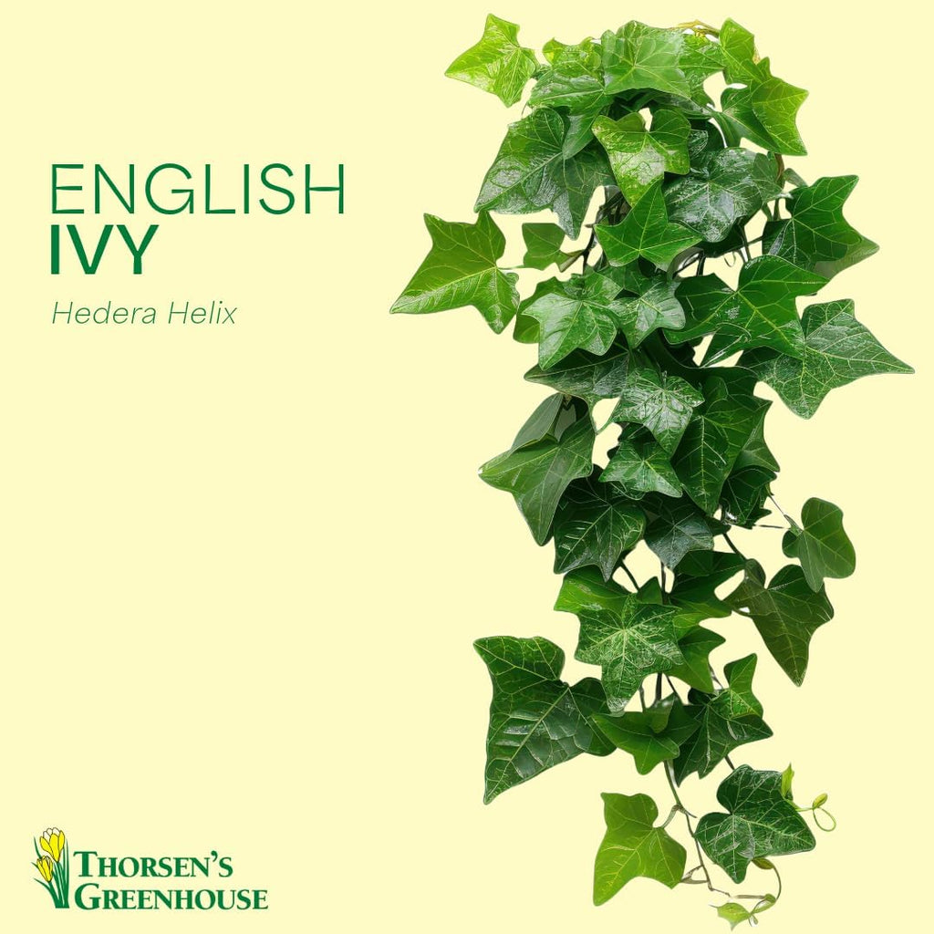 Thorsen's Greenhouse Live Green English Ivy Plant, Hedera Helix, Natural Air Purifier, Easy to Grow, Live Indoor Houseplant, 4" Diameter Pot (Coffee)