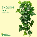 Thorsen's Greenhouse Live Green English Ivy Plant, Hedera Helix, Natural Air Purifier, Easy to Grow, Live Indoor Houseplant, 4" Diameter Pot (Gold)