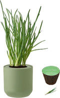 Hydroponic Herb Growing Kit, Self-Watering Kitchen Herb Garden Starter Kit with Green Ceramic Pot and Seeds (Bunching Onion)