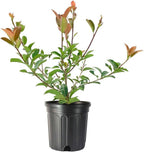 Photinia Red Tip | 1 Large Gallon Size Plant | Photinia x Fraseri | Evergreen Landscape Hedge Shrub