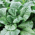 Park Seeds Alamo Hybrid Turnip, Pack of 600 Seeds