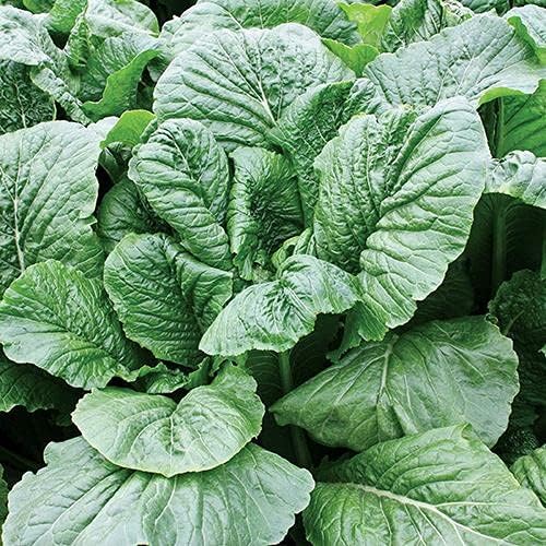 Park Seeds Alamo Hybrid Turnip, Pack of 600 Seeds