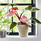 2 Philodendron Live Plant 5-9" Tall, Rare Tropical Indoor Houseplant Home Garden (Mix Rare Philodendron)