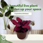 BubbleBlooms Cryptanthus Bivittatus in a 2 inch Pot Earth Star Bromeliad, Tiny Mini Pixie Plant, Dark Red