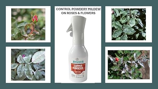 Nature's IQ Copper Fungicide. Innovative Spray Mist Technology. Controls powdery Mildew, Black spot, and Rust! for use on Roses, Flowers, ornamentals, Fruits and Vegetables. Ready-to-use 20 oz. (2)